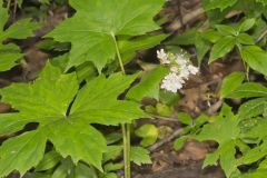 Canada Waterleaf, Hydrophyllum canadense