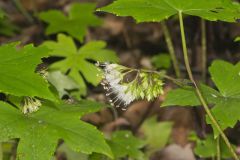 Canada Waterleaf, Hydrophyllum canadense