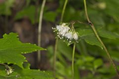 Canada Waterleaf, Hydrophyllum canadense