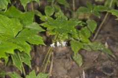 Canada Waterleaf, Hydrophyllum canadense