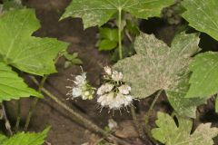 Canada Waterleaf, Hydrophyllum canadense