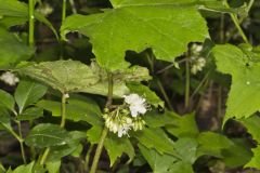 Canada Waterleaf, Hydrophyllum canadense