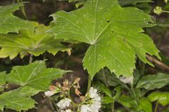 Canada Waterleaf, Hydrophyllum canadense