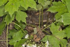 Canada Waterleaf, Hydrophyllum canadense