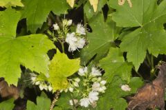 Canada Waterleaf, Hydrophyllum canadense