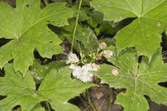 Canada Waterleaf, Hydrophyllum canadense