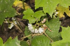 Canada Waterleaf, Hydrophyllum canadense