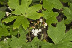 Canada Waterleaf, Hydrophyllum canadense