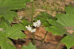 Canada Waterleaf, Hydrophyllum canadense