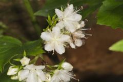 Canada Waterleaf, Hydrophyllum canadense