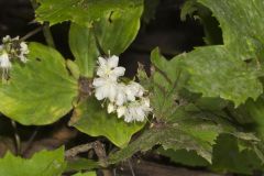 Canada Waterleaf, Hydrophyllum canadense