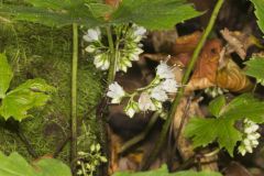 Canada Waterleaf, Hydrophyllum canadense