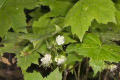 Canada Waterleaf, Hydrophyllum canadense