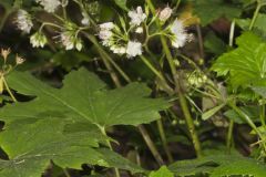 Canada Waterleaf, Hydrophyllum canadense