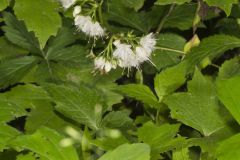 Canada Waterleaf, Hydrophyllum canadense