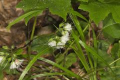 Canada Waterleaf, Hydrophyllum canadense