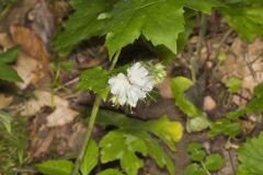 Canada Waterleaf, Hydrophyllum canadense