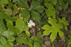 Canada Waterleaf, Hydrophyllum canadense