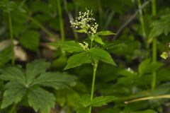 Canadian Honewort, Cryptotaenia canadensis