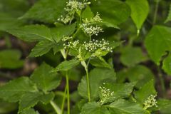 Canadian Honewort, Cryptotaenia canadensis