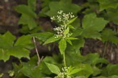 Canadian Honewort, Cryptotaenia canadensis