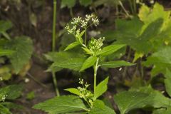 Canadian Honewort, Cryptotaenia canadensis