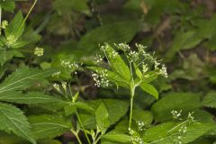 Canadian Honewort, Cryptotaenia canadensis