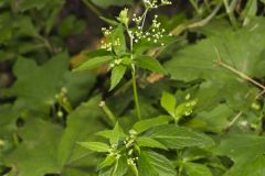 Canadian Honewort, Cryptotaenia canadensis