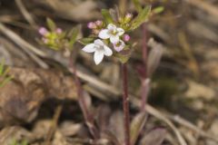 Canadian Summer Bluet, Houstonia canadensis