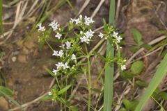 Canadian Summer Bluet, Houstonia canadensis