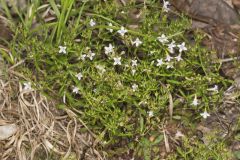 Canadian Summer Bluet, Houstonia canadensis