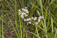 Canadian Summer Bluet, Houstonia canadensis