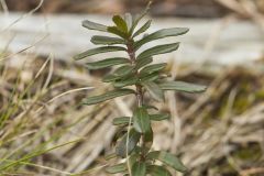 Canby's Mountain-lover, Paxistima canbyi