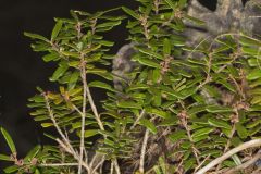 Canby's Mountain-lover, Paxistima canbyi