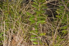 Canby's Mountain-lover, Paxistima canbyi