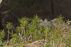 Canby's Mountain-lover, Paxistima canbyi