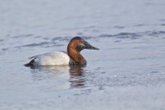 Canvasback, Aythya valisineria