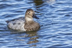 Canvasback, Aythya valisineria