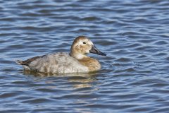 Canvasback, Aythya valisineria