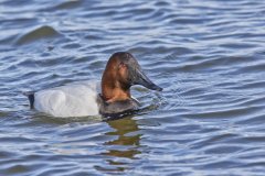 Canvasback, Aythya valisineria