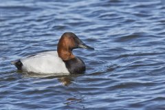 Canvasback, Aythya valisineria