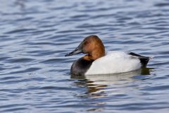 Canvasback, Aythya valisineria