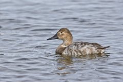 Canvasback, Aythya valisineria