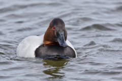 Canvasback, Aythya valisineria