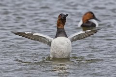 Canvasback, Aythya valisineria