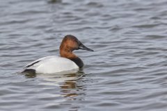 Canvasback, Aythya valisineria