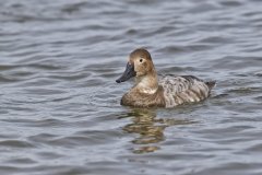 Canvasback, Aythya valisineria