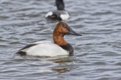 Canvasback, Aythya valisineria