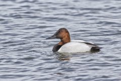 Canvasback, Aythya valisineria