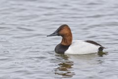 Canvasback, Aythya valisineria